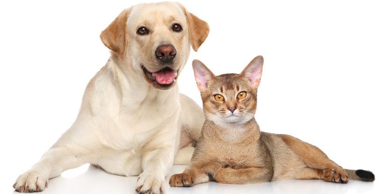 Desparasitação do nosso amigo de 4 patas, como fazer?
